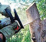 Best Tree Trimming and Pruning  in Clifton Springs, NY