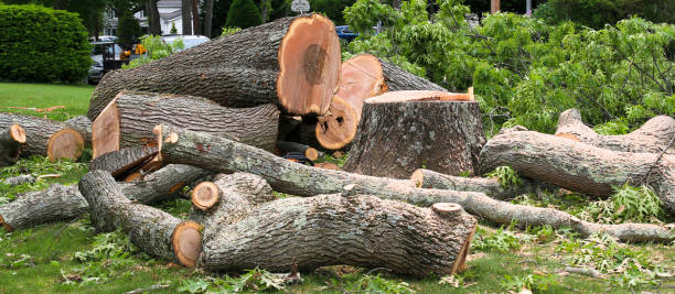 Best Storm Damage Tree Cleanup  in Clifton Springs, NY