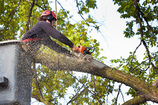 Best Hedge Trimming  in Clifton Springs, NY